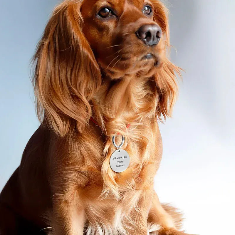 Médaille pour chien personnalisée avec gravure – Plaque d'identification argentée - Image 8