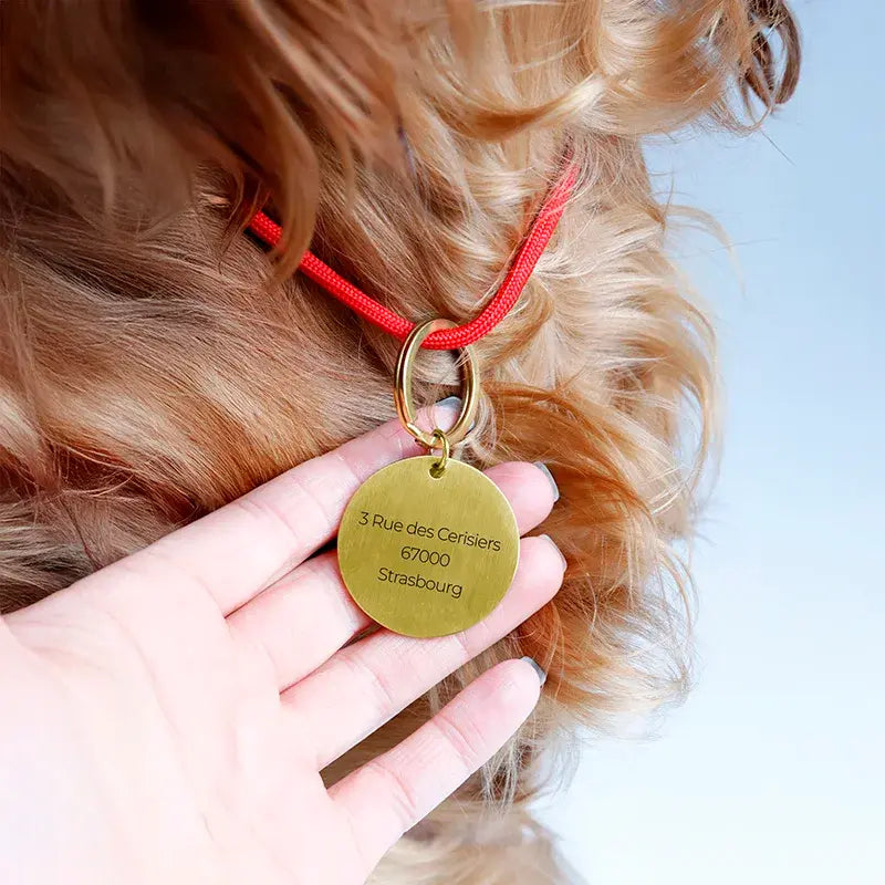 Médaille pour chien personnalisée avec gravure – Plaque d'identification dorée - Image 10
