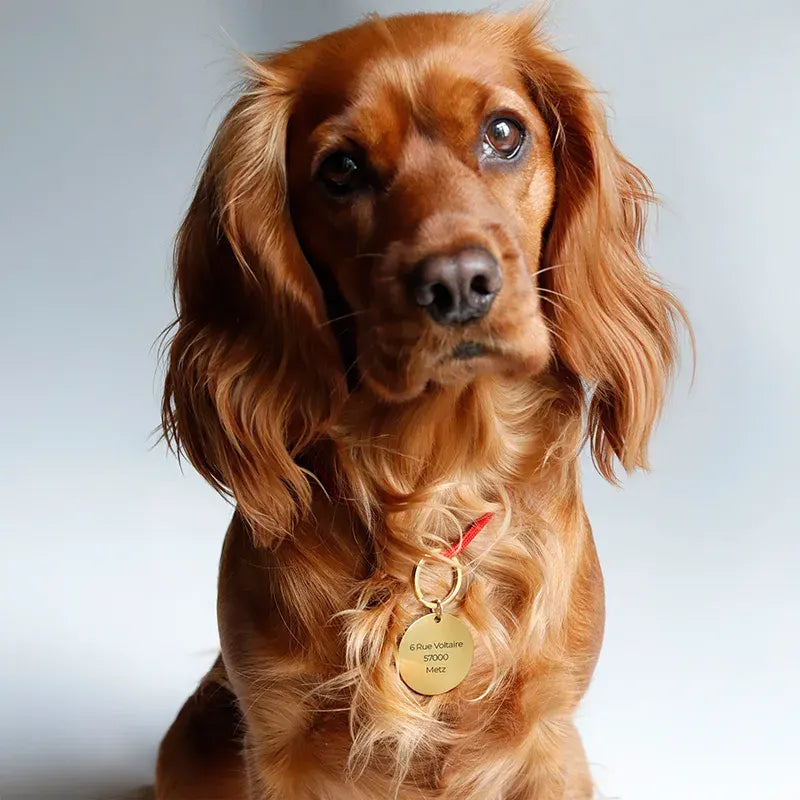 Médaille pour chien personnalisée avec gravure – Plaque d'identification dorée - Image 6