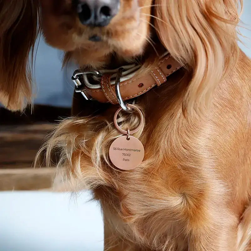 Médaille pour chien personnalisée avec gravure – Plaque d'identification rose - Image 6